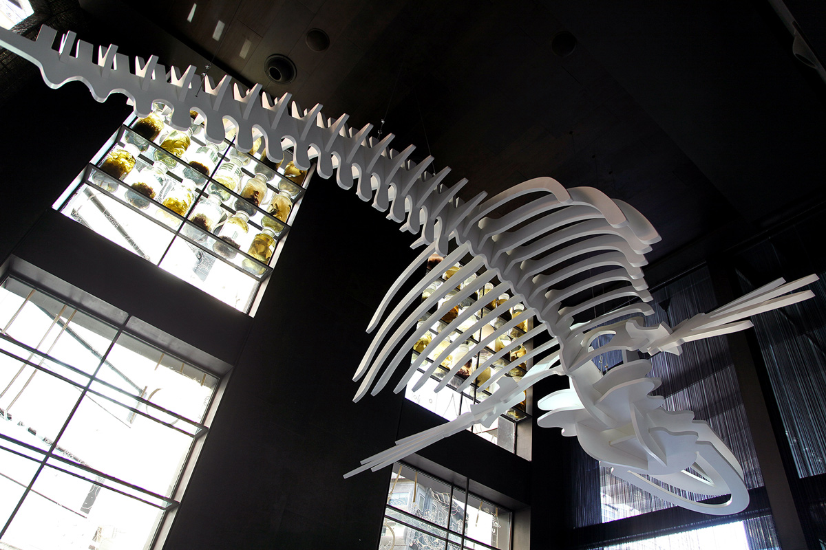 Esqueleto ballena